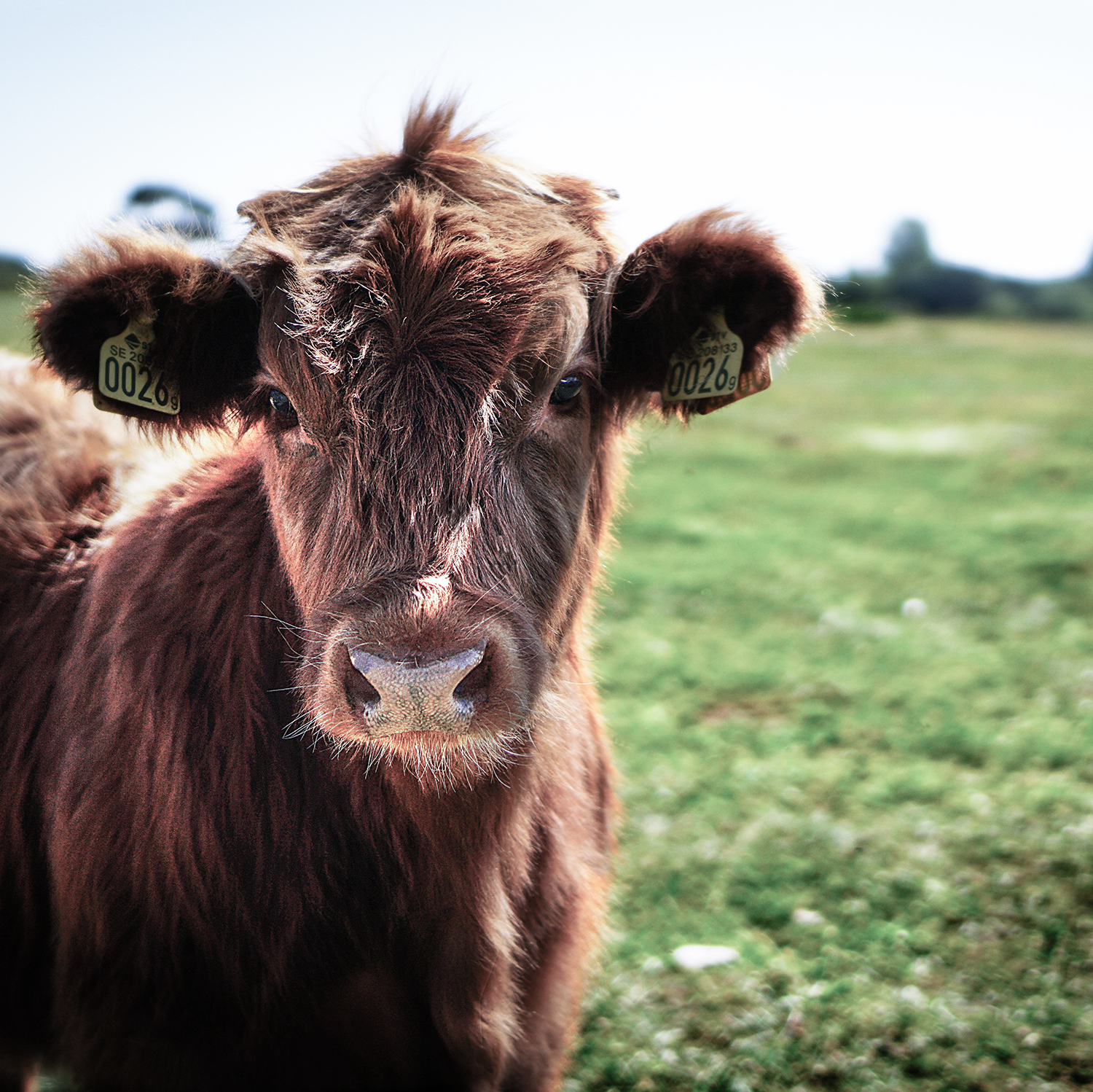 A Brown cow looking into the camera. 